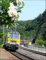 Es muss nicht immer Ginster sein! Auch mit diesen weien Blten im Bahnhof von Kautenbach sieht E-Lok 3003 mit ihren belgischen Wagen gut aus. 08.06.08