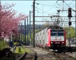 E-Lok 4018 scheint die Pracht der blhenden japanischen Kirschbume nicht zu beachten, sie fhrt seelenruhig mit ihrer Zuggarnitur am 29.04.08 in den Bahnhof von Mersch ein.