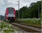 - Bltenmeer - Am 12.06.2012 fuhr die Computermaus von Ettelbrck nach Diekirch vorbei an einem herrlichen Bltenmeer. (Jeanny)