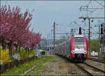 . High noon in Mersch – Die Bltenpracht am Bahnhof in Mersch lenkt den Blick ab, von der von der Mittagssonne etwas grell augefallenen Frontscheibe der Computermaus. Die Doppeleinheit Z 2200 fhrt am 03.05.2013 als RE 3572 Diekirch – Luxembourg in den Bahnhof von Mersch ein. (Jeanny)