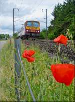 . Unterschiedliche Rottne - Das leuchtende Rot des Klatschmohns steht im Kontrast zum Weinrot von dem CFL Triebzug Z 2006, der am 15.06.2013 als RB 3236 Wiltz - Luxembourg zwischen Mersch und Lintgen unterwegs ist.  (Jeanny)