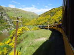 Mit der Taieri Gorge Railway zur Zeit der Ginsterblüte am 20.11.2016 auf der Fahrt von Pukerangi nach Dunedin, der schönsten Museumsbahn Neuseelands.