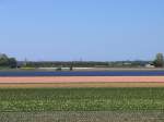 Nicht direkt ein Bahnbilder-Bild: ein Blumenzwiebellandschaft bei Lisse und ein plan V-Triebwagen am 18-4-2009.