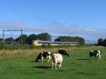 Eine Koploper fahrt mit Regionalzug 9121 Zwolle-Groningen vier Holstein-Friesische K�he vorbei in die N�he von Tynaarlo am 30-7-2010.