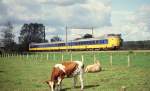 Die Khe lassen sich beim Grasen nicht stren, als am 4.9.1993 der Koplooper
in Lo nach Deventer vorbei rauscht.