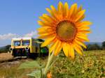 Am 3.August 2013 blühten die Sonnenblumen im Stainztal prächtig.