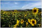 An Sonnenblumenfeldern vorbei, rollt  Eberhard  52.4984. 
Gniebing 4.10.2013