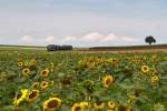 Hochsommer im Weinviertel, und 2143 040 dieselt gemtlich mit ihrem Nostalgie Express  Leiser Berge  von Ernstbrunn nach Korneuburg. Naglern, am 04.08.2012.