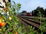 5022 005-0 als R5976 inmitten heranreifender Tomaten, bzw. Paradeiser im Bhf. Ried; 180922