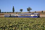 A-SALM 5146 208-3 beim zweit�gigem Fotospezial 'Dieselnostalgie im Weinviertel' am 23.August 2026 beim Strecken-Km 54,3 der Lokalbahn Korneuburg - Hohenau.