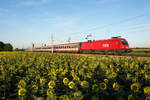 1116 099 fährt mit dem EC 105 in der untergehenden Sonne am 27.07.2020 nach Wien Hbf. und weiter nach Graz Hbf. Das Foto enstand zwischen Deutsch Wagram und Wien Süßenbrunn.