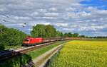 1116 253 mit DGS 42900 am 25.05.2021 bei Langenisarhofen.