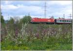 Taurus 1116 205-0 hat mit EC 160 Vorarlberg soeben den Rhein und die Grenze Lichtenstein - Schweiz berquert und fhrt in Krze in Buchs SG ein. (02.05.2008)