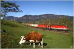 1144 222 + 1116 022 ziehen einen InnoFreight Ganzzug ber die Apfelwiese auf der Semmering Nordrampe.Da Kua wor´s wurscht ;o)
Eichberg 22.10.2010