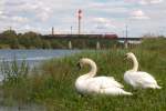 Den beiden Schwnen wars scheinbar egal, als dieser Gterzug die neue Donau in Richtung Wien Simmering berquerte.