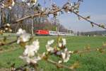 Durch ein Blütenfenster erreicht 1116.183 mit EC-103 in Kürze Gloggnitz. 30.3.14