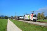 1116 130 mit einem Güterzug am 13.10.2013 bei Übersee.