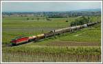 1X44 mit einem Gterzug von Wr. Neustadt kommend Richtung Wien am 10.6.2006 zwischen Pfaffsttten und Gumpoldskirchen.