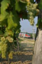 Hinter die frühzeitig fast schon reifen Weintrauben fährt 1144.204 mit R-2251 nach Leobersdorf. Pfaffstätten am 14.8.15
