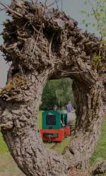 Die Weidenstöcke entlang der Feldbahngleise am Südlichen Ende des Geländes sind für mich eine besondere  Augenweide  .