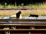 Schwarze Katze achtet(vor dem überschreiten der Geleise) auf den Bahnverkehr; 150828