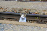 Nicht nachmachen sollte man das Verhalten der Bahnhofskatze von Eichberg an der Semmeringbahn.