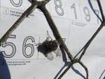 Eine Fliege inspiziert die Bezettelung eines am frei zugänglichen Ladegleis am Bahnhof Ried abgestellten Waggon; 221103