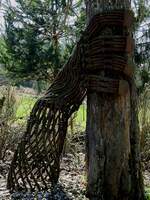 Schwellenschrauben-Hand umklammert einen Baumstamm; entdeckt bei einer sehr weitläufigen Wanderung; 240320