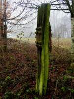 Verwitterte Eisenbahnschwelle als einsamer Zaunpfahl in herbstlicher Natur; 251209