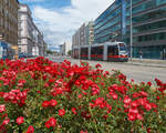 Blümchen zum 500. Bild.
Wien Praterstern 01.07.2021 