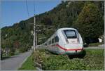 In der Gegenrichtung, auf der Fahrt in Richtung Lindau kämpft sich zwischen Bregenz und Lochau ein DB ICE 4 durch die üppige Vegetation.