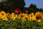 Sonnenrosenzeit is,... Neudorf im Stainztal am 22.Juli 2016