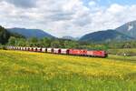 Durch eine gelb blühende Wiese bei der  Xeis-Grade  zwischen Admont und Gstatterboden rollen am 19.5.2025 die 1293 079 und die 1016 046 mit einem leeren Erzzug von Selzthal kommend in Richtung