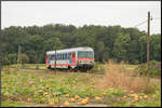 Einige Plutza gibt es noch , die Ernte ist allerdings in vollem Gange. 
14.September 2019 entlang der Radkersburger Bahn. 