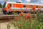 Orange Blumen mit orangem Zug.
Die bl�henden Mohnblumen im Bahnhof Ternitz passen farblich perfekt zum ungarischen Ultraschallmesszug FMK 008 der hier am 15.6.2026 einige Vorfahrten abwartet.