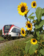 Bald sind sie Geschichte , die wunderbaren Sonnenblumen . 

6.09.2017 bei Bergla 