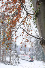 Noch hängt das Laub dieser Buche am Baum , das dürfte aber in den nächsten Nächten Geschichte sein. 
Wintereinbruch in der Weststeiermark am 20.11.2018