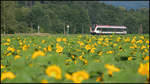 Sonnenblumen bei Dietmannsdorf. 
1.Juli 2020