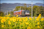 Herrlich Gelb strahlen die Sonnenblumen bei St. Peter im Sulmtal . 30.09.2026 