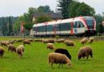 Ein schwarzes Schaf gibt es ja bekanntlich in jeder Familie :-) Halte und Ladestelle Schwanberg am 25.09.2013