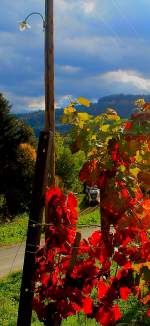 MItten aus dem Weingarten heraus in dem die Lese schon beendet wurde.