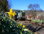 Ein  Narcissus pseudonarcissus  oder wie der Normalsterbliche Sie nennt : Gelbes Osterglöckchen,erblüht inzwischen von Artgenossen und einem ganzen Heer an verblühten  Leucojum vernum  (Frühlingsknotenblumen). Das einzige was DH1100.1 mit der natürlichen Pracht gemein hat ist die Farbgebung. Das der nette Triebfahrzeugführer sehr mit Ostern verbunden ist,ist wiederum eine andere Geschichte . 19.03.2014 nächst Deutschlandsberg