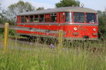 Knopfblumen hatte ich als Kind schon immer gerne , das ganze dann mit Glockenblumen und Mageriten versetzt und dazu der Duft einer frisch gemähten Wiese runden das Programm im Sulmtal ab . VT 10.02 am 27.Mai 2016