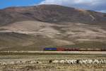 PeruRail Arequipa - Juliaca: EMD G26C #751 fhrt hinter einer - hier sehr typischen - gemischten Herde aus Lamas und Schafen vorbei mit beladenen Tank-Waggons fr Cuzco.