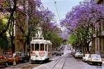 Tw 762 durchfhrt eine Allee aus blhenden Jacaranda-Bumen (17. Juni 1986). Der Wagen ist bereits modernisiert und zum ER-Wagen umgebaut.