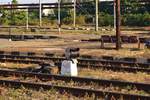 Weichenlaterne der Weiche M63 im Bahnhof Ploiesti Sud am 29.09.2017.
