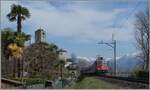 Unter Palmen fährt eine SBB Re 4/4 II mit ihrem IR ihrem nahen Ziel Locarno entgegen.