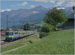 Die BLS Re 4/4 II 504 ist mit ihrem EW III RE 4077 von Interlaken Ost nach Zweisimmen unterwegs und zeigt sich hier zwischen Faulensee und Spiez.