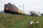 Die vier Schafe von Niederbipp fanden am 30. November 2020 den Bahnfotografen viel interessanter als der vorbeifahrende Postzug nach Daillens mit der schmutzigen Re 420 306-3.
Foto: Walter Ruetsch