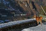 Die Königin der Wälder am Gotthard beäugt sehr interessiert den Fruchtexpress der durch ihr Revier fährt,ob da wohl noch ein paar Aepfel für diese Hirschkuh aus dem Zug